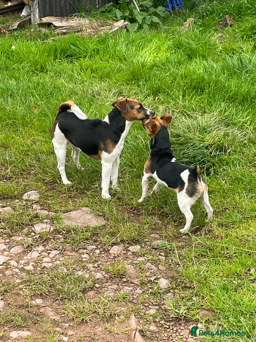 Jack Russell dogs for sale: Beautiful Tri-coloured Jack Russell  - Advert 11