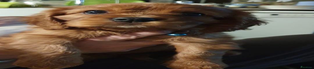 Cavalier King Charles Spaniel Puppy 3