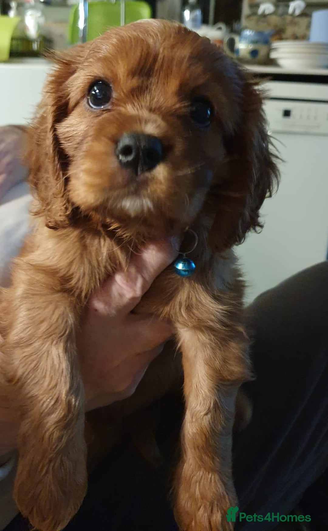 Cavalier King Charles Spaniel dogs for sale: Russian import x polish cavalier King Charles  - Advert 4