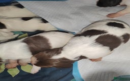 English Springer Spaniel dogs for sale: 🌟 Beautiful Springer Spaniel Litter - Image 27