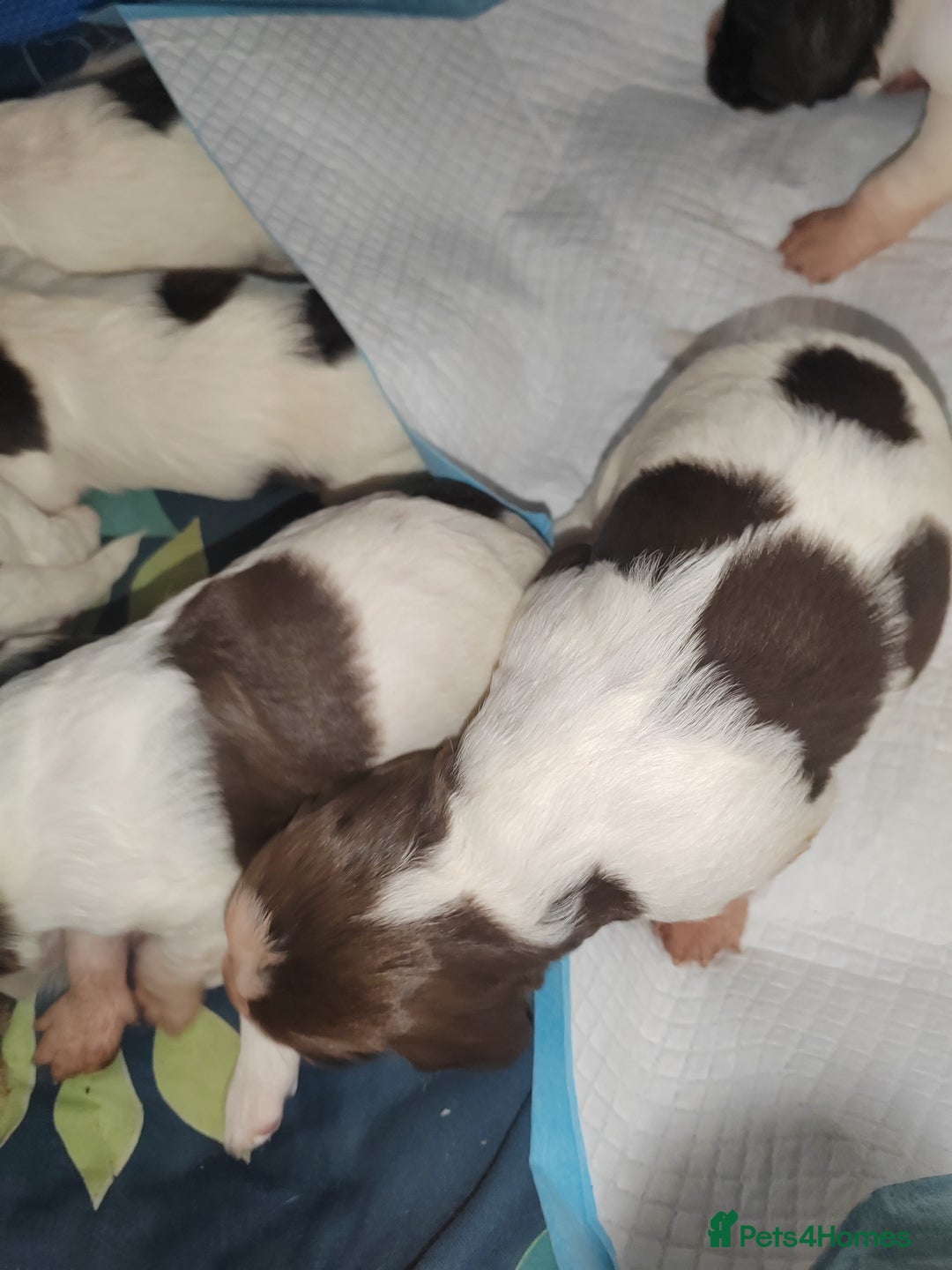 English Springer Spaniel dogs for sale: 🌟 Beautiful Springer Spaniel Litter - Image 27