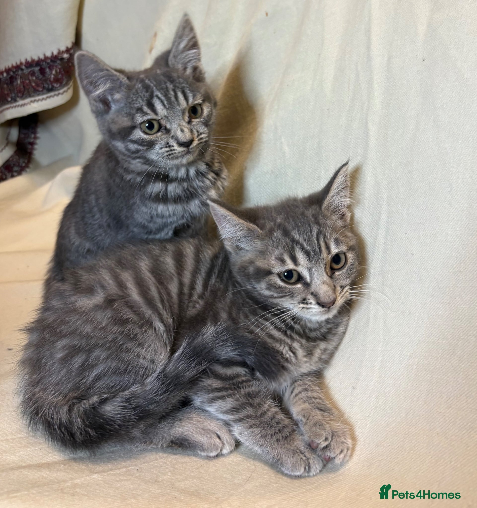 Mixed Breed cats 2 adorable kittens - ready to leave - Advert 10