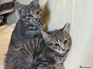 Mixed Breed cats 2 adorable kittens - ready to leave - Advert 10