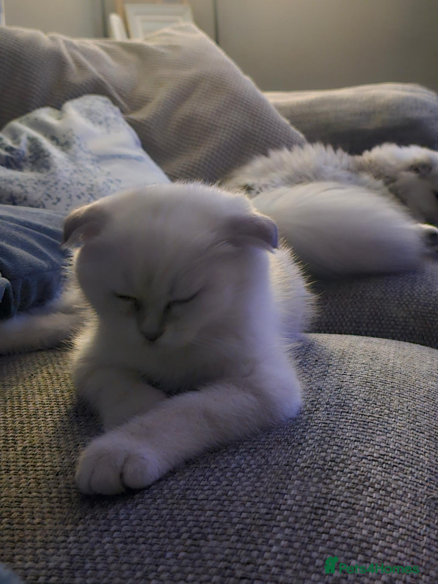Scottish Fold cats Beautiful scottish fold babies  - Advert 2
