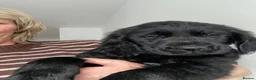 Flat coated Retriever dogs for sale: Ready now! Flat coated x Golden retriever pups. - Advert 5