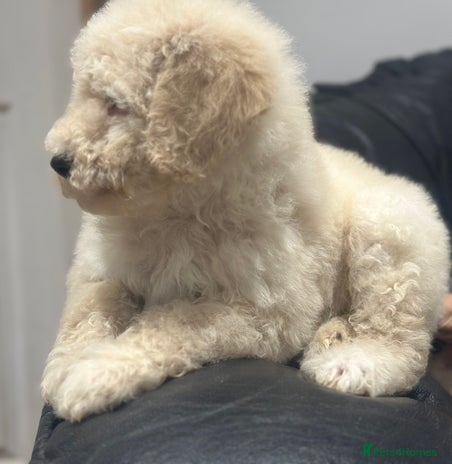 Mixed Breed dogs F1B SAINTBERNADOODLE FULL VET CHECKED ALL HEALTHY - Advert 16