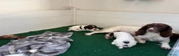English Springer Spaniel dogs for sale: KC Springer Spaniel Pups - Advert 20