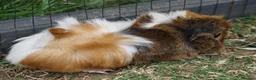 Guinea Pig rodents for sale: Beautiful funky guinea pigs - Advert 7