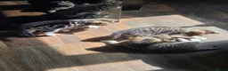 Mixed Breed cats for sale: Kittens ready NOW,  1 girl left - Advert 11