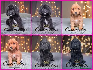 Cockapoo dogs 🐶THE MOST PERFECT DNA CLEAR MINI F1 COCKAPOOS🐶 - Advert 11