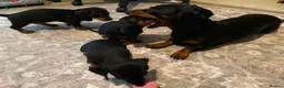 Dachshund dogs for sale: Beautiful black and tan Daschund puppies. - Advert 11
