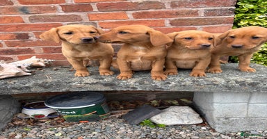 Labrador Retriever dogs - Advert 15