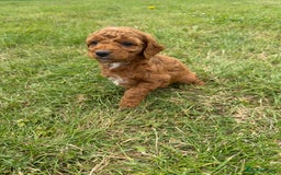 Cockapoo dogs for sale: Adorable F1B cockapoo puppies - Image 16