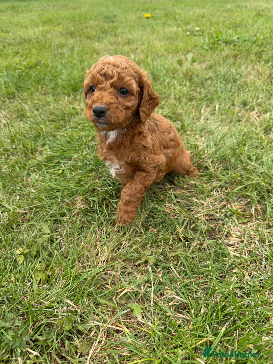 Cockapoo dogs for sale: Adorable F1B cockapoo puppies - Image 16