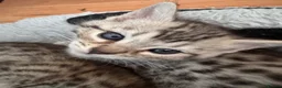 Bengal cats for sale: All bengals reserved - savannah babies available  - Advert 9