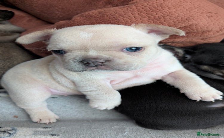 French Bulldog dogs - Advert 15