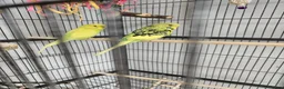 Budgerigars birds for sale: Budgies and cage in Bootle - Advert 6