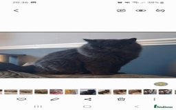 British Longhair cats for sale: 💙 Gorgeous British Longhair Queen 💙 - Image 7