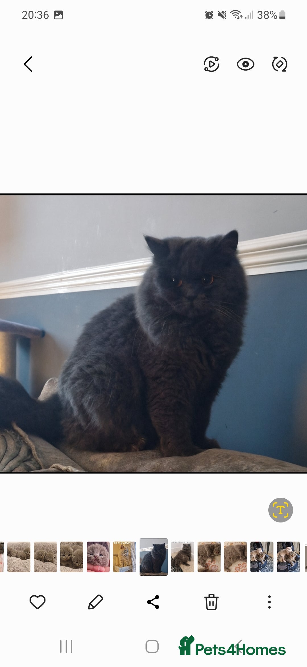 British Longhair cats for sale: 💙 Gorgeous British Longhair Queen 💙 - Image 7
