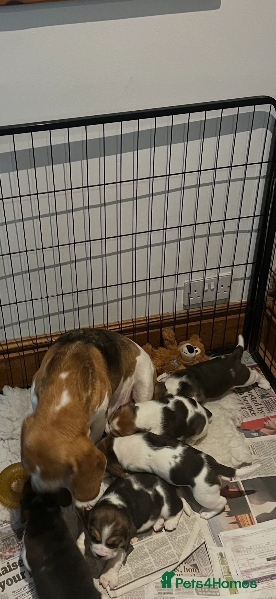 Beagle dogs for sale: Absolutely Stunning Puppies (KC reg) - Advert 7