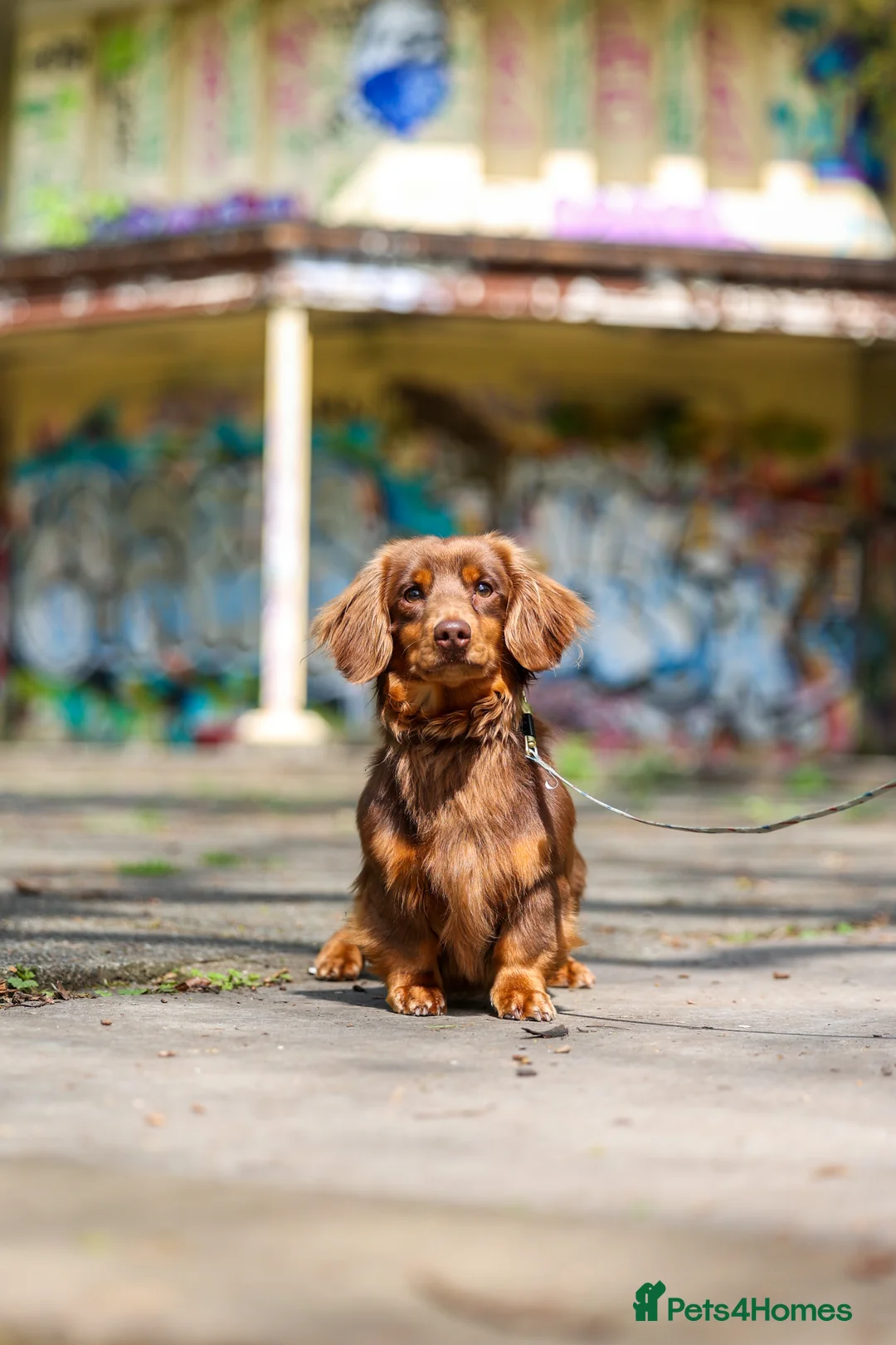 Miniature Dachshund dogs for stud: SLINKY (stud) in Liverpool - Advert 5