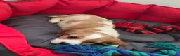 Cavalier King Charles Spaniel dogs for sale: Friendly and playful Cavalier Puppies - Advert 17