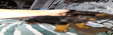 German Shepherd Puppy 9