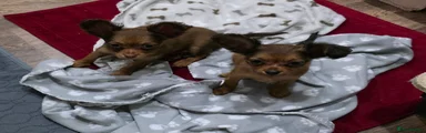 Russian Toy Terrier 1