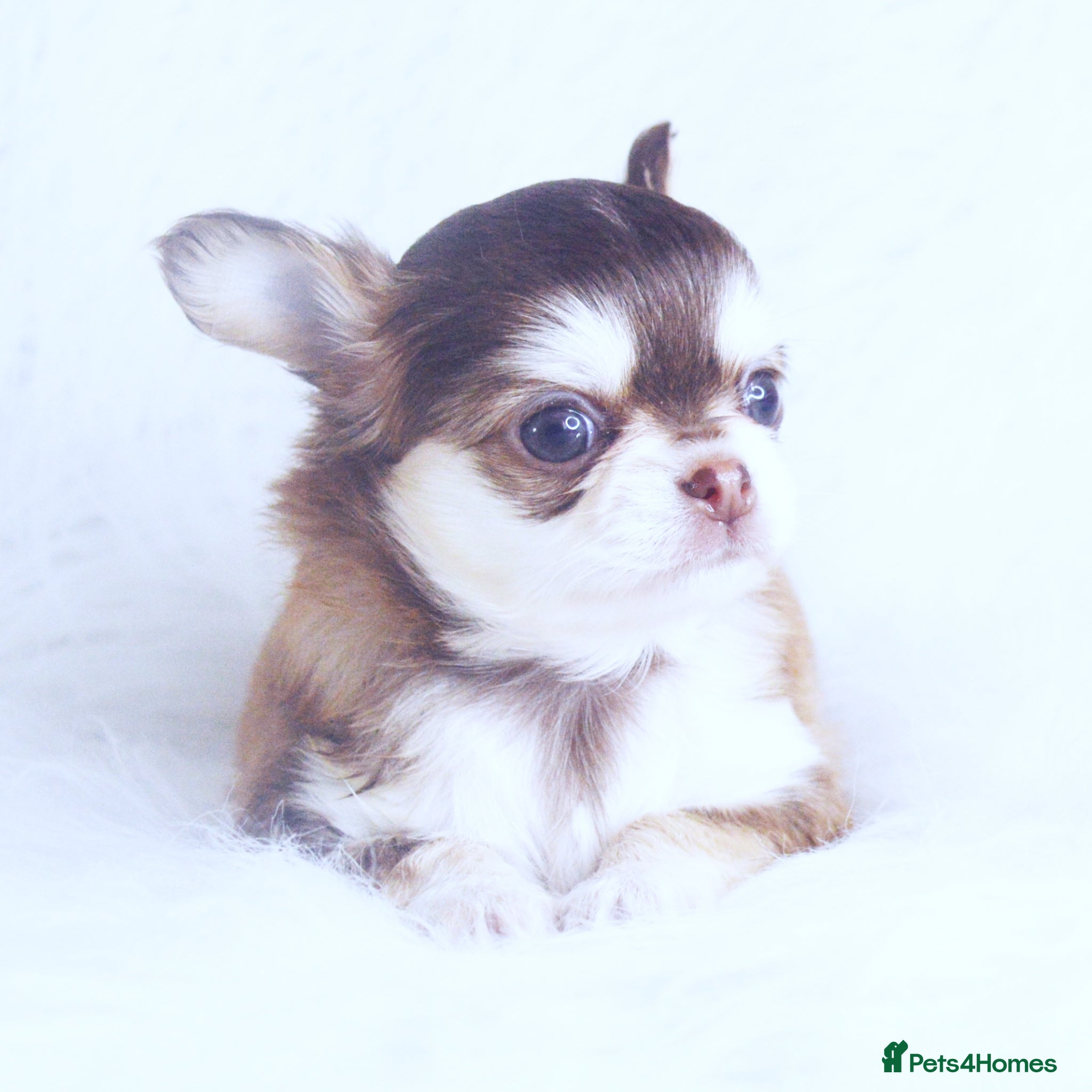 Chihuahua dogs KC REGISTERED CHIHUAHUAS HEALTH TESTED  - Advert 1