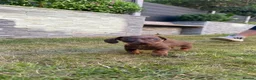 Miniature Dachshund dogs for sale: !!!READY NOW!!! Miniature Dachshund Puppies - Advert 5