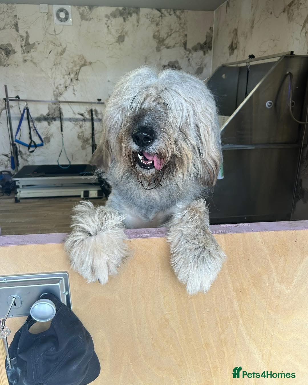 Mixed Breed dogs for adoption: 💚 Oscar - our bear boy💚 - Advert 13