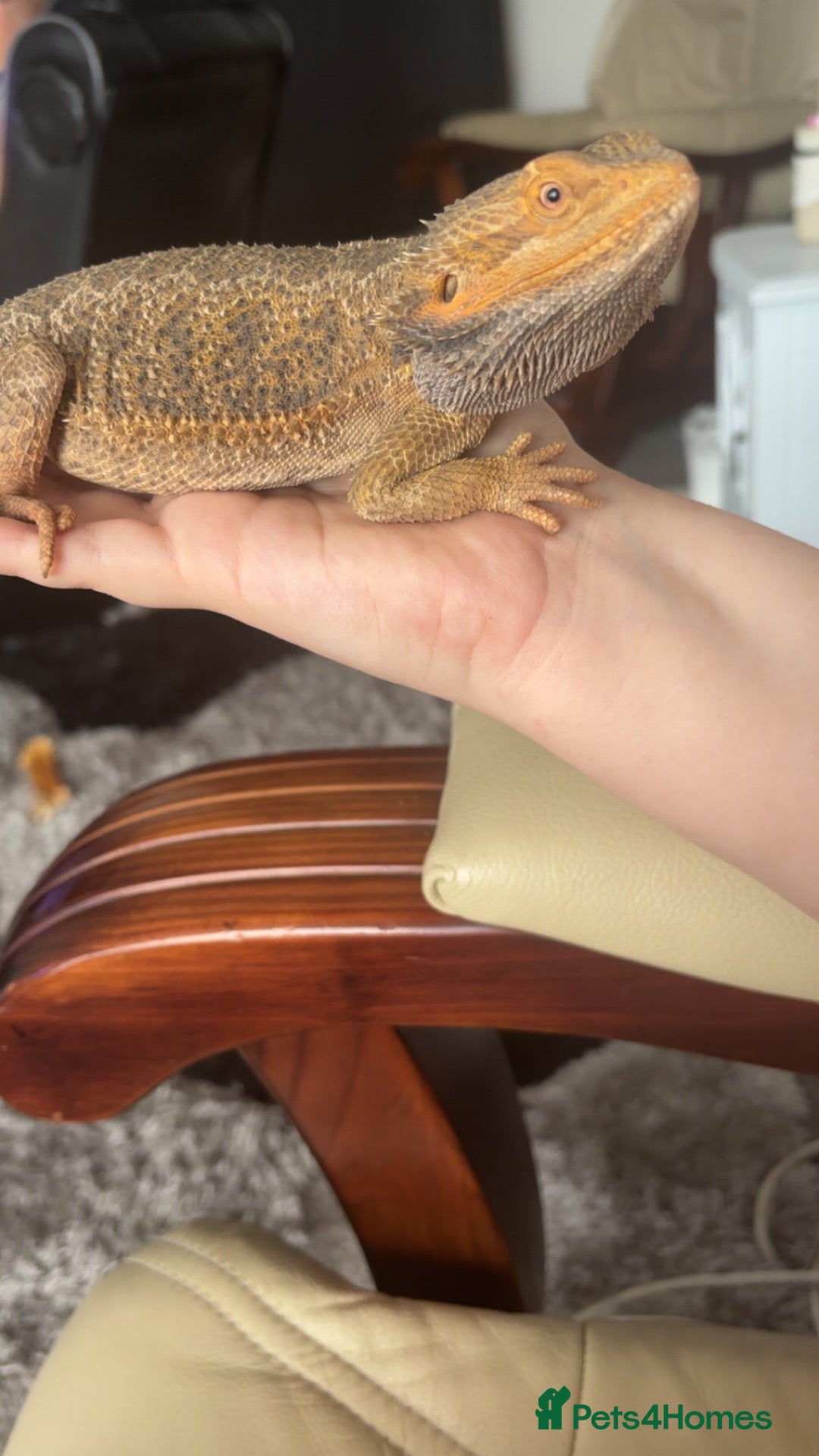 Bearded Dragon reptiles Female bearded dragon  - Advert 7