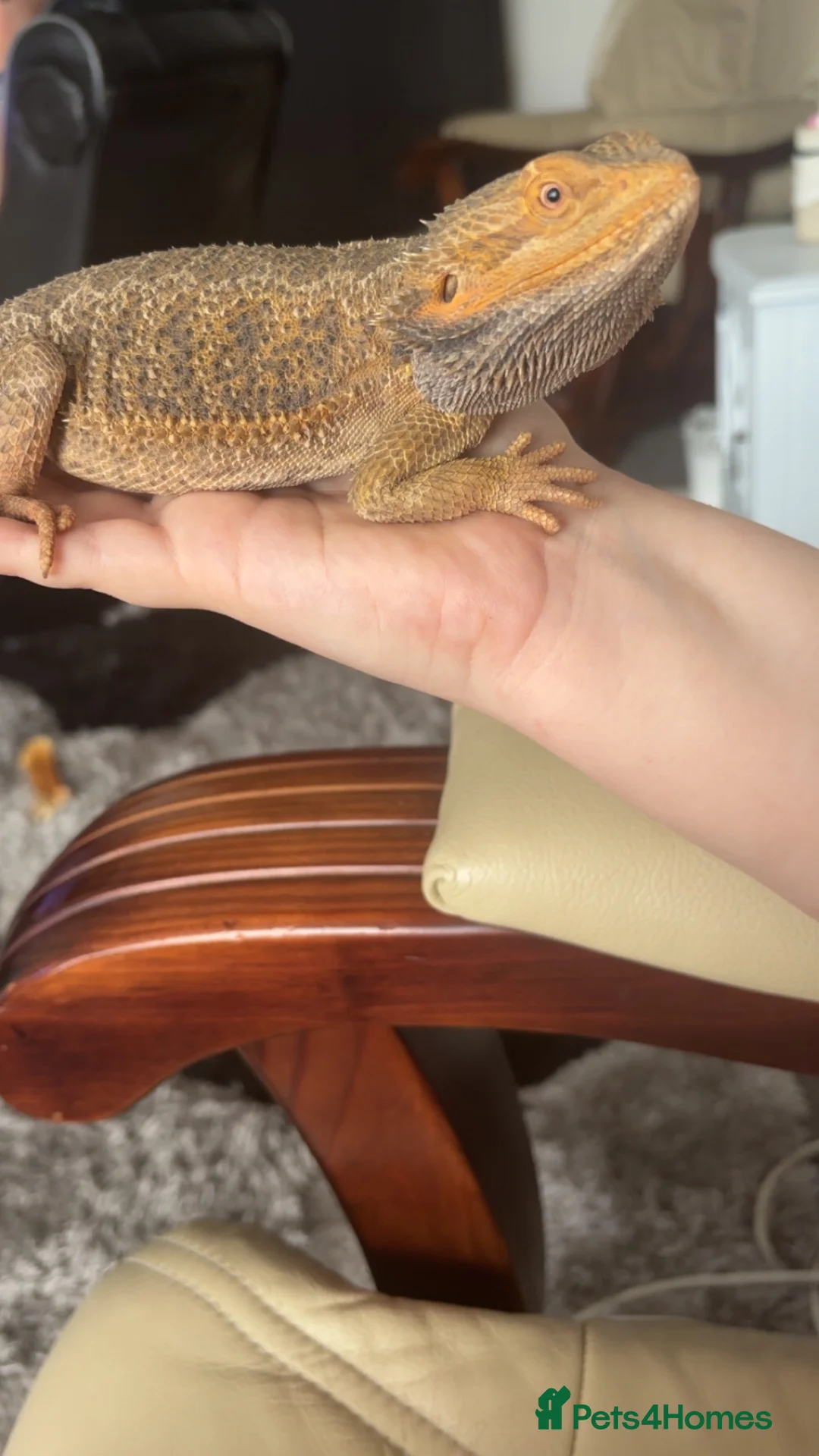 Bearded Dragon reptiles for sale: Female bearded dragon  - Advert 1