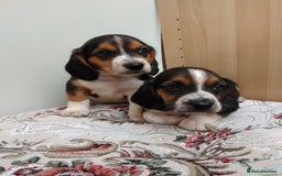 Basset Hound dogs for sale: Basset hound pups  - Image 5