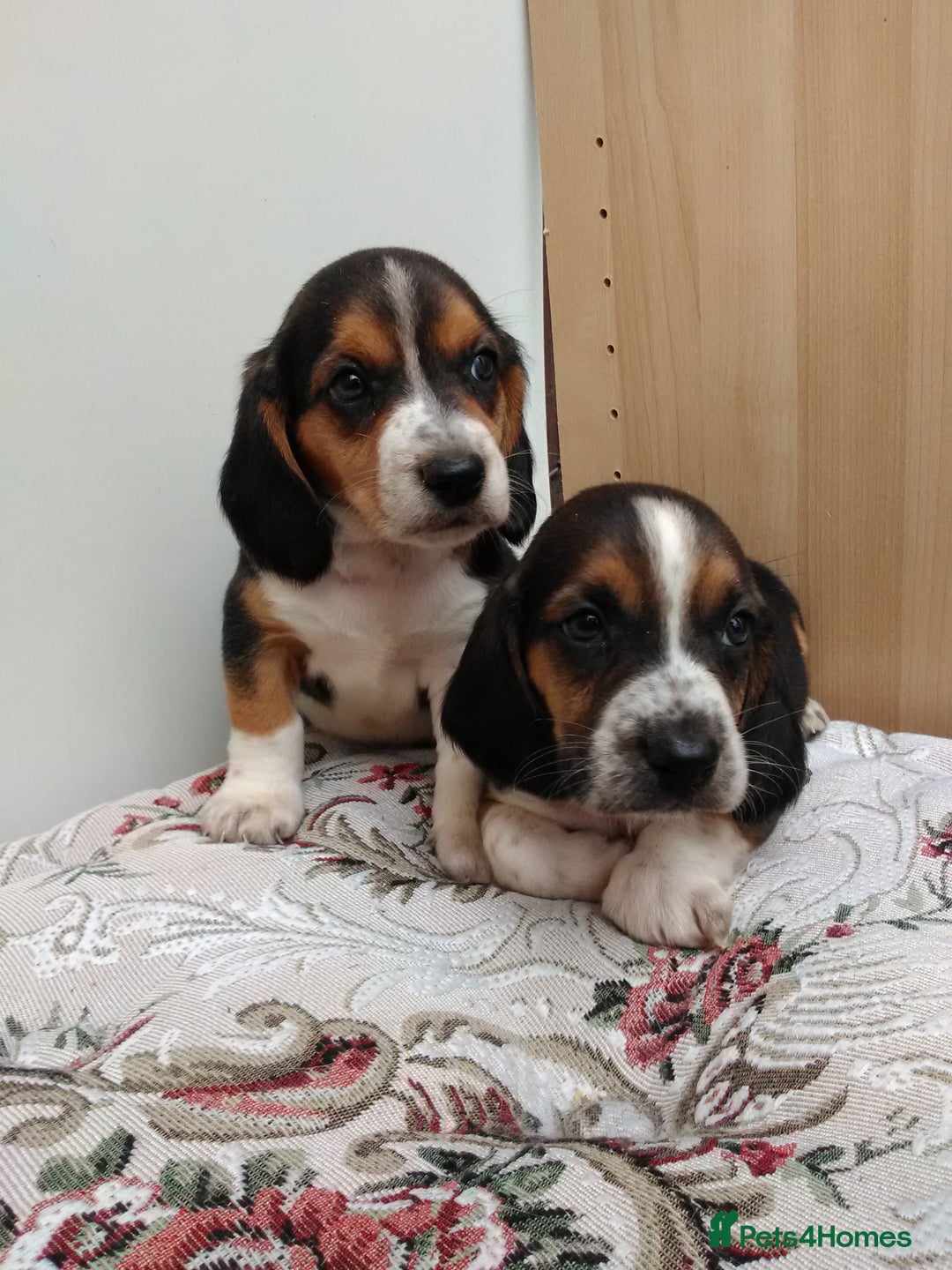 Basset Hound dogs for sale: Basset hound pups  - Image 5