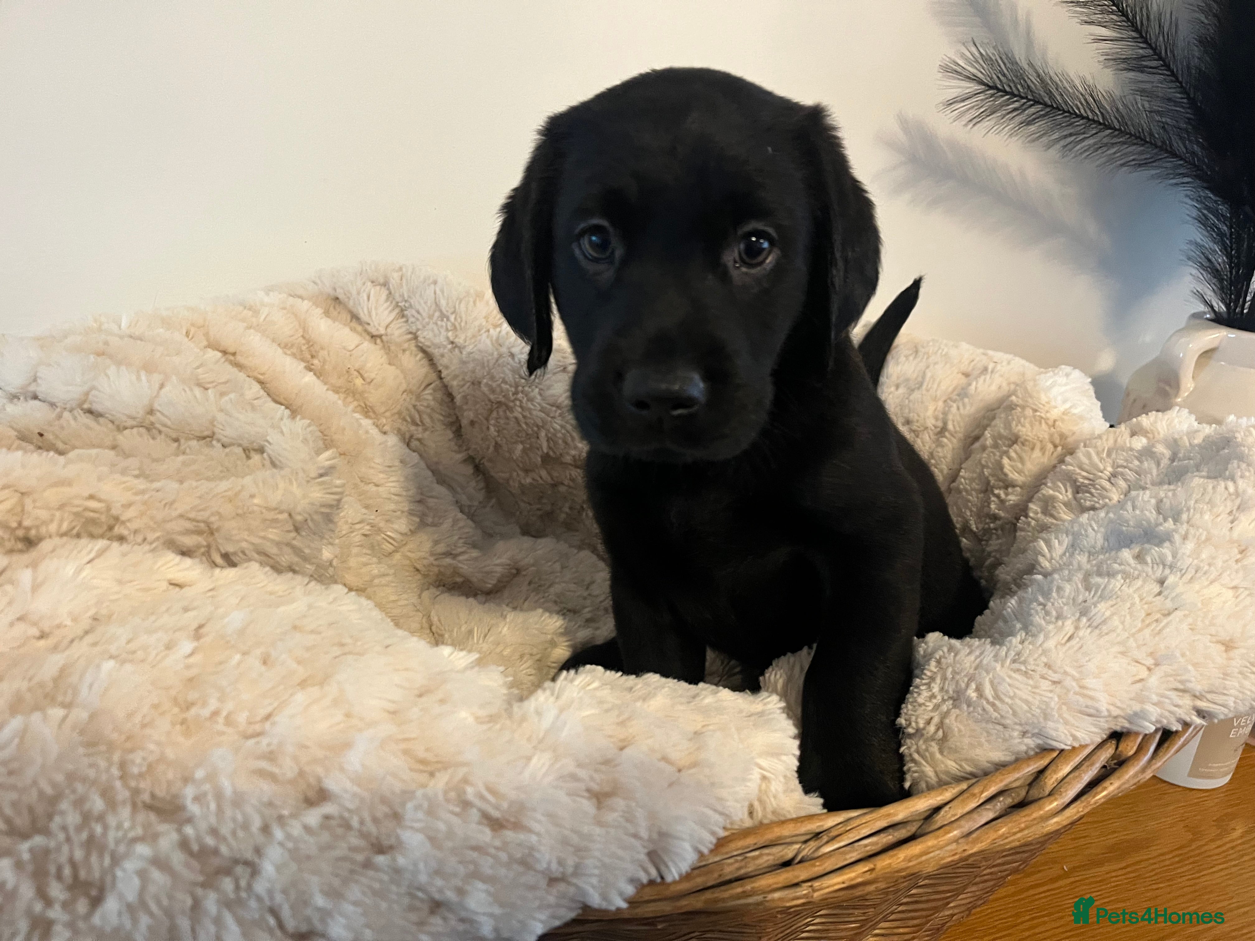 Labrador Retriever dogs Stunning Chunky KC Registered Labrador Puppies  - Advert 1