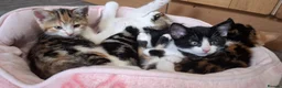Mixed Breed cats for sale: 5 Beautiful Mix Breed Little Kittens For Sale in Hereford - Advert 7