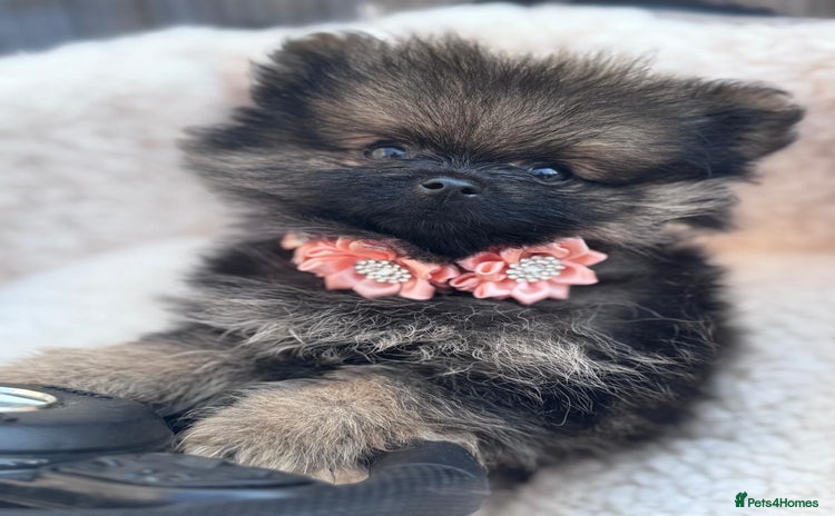 Pomeranian dogs - Advert 1