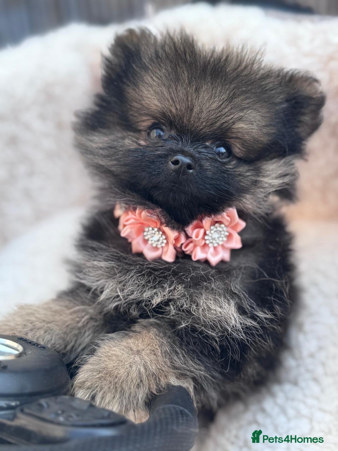 Pomeranian dogs for sale: Tea cup Pomeranians  - Image 1