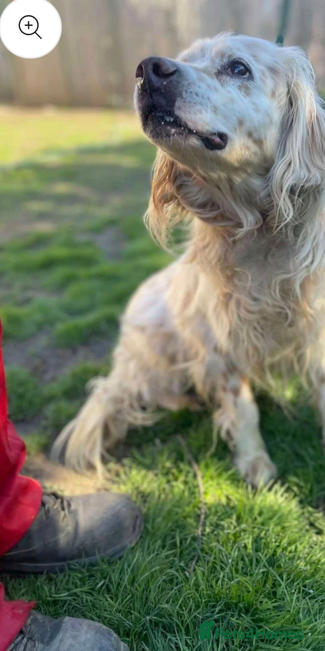 English Setter dogs for adoption: Logan - Advert 5
