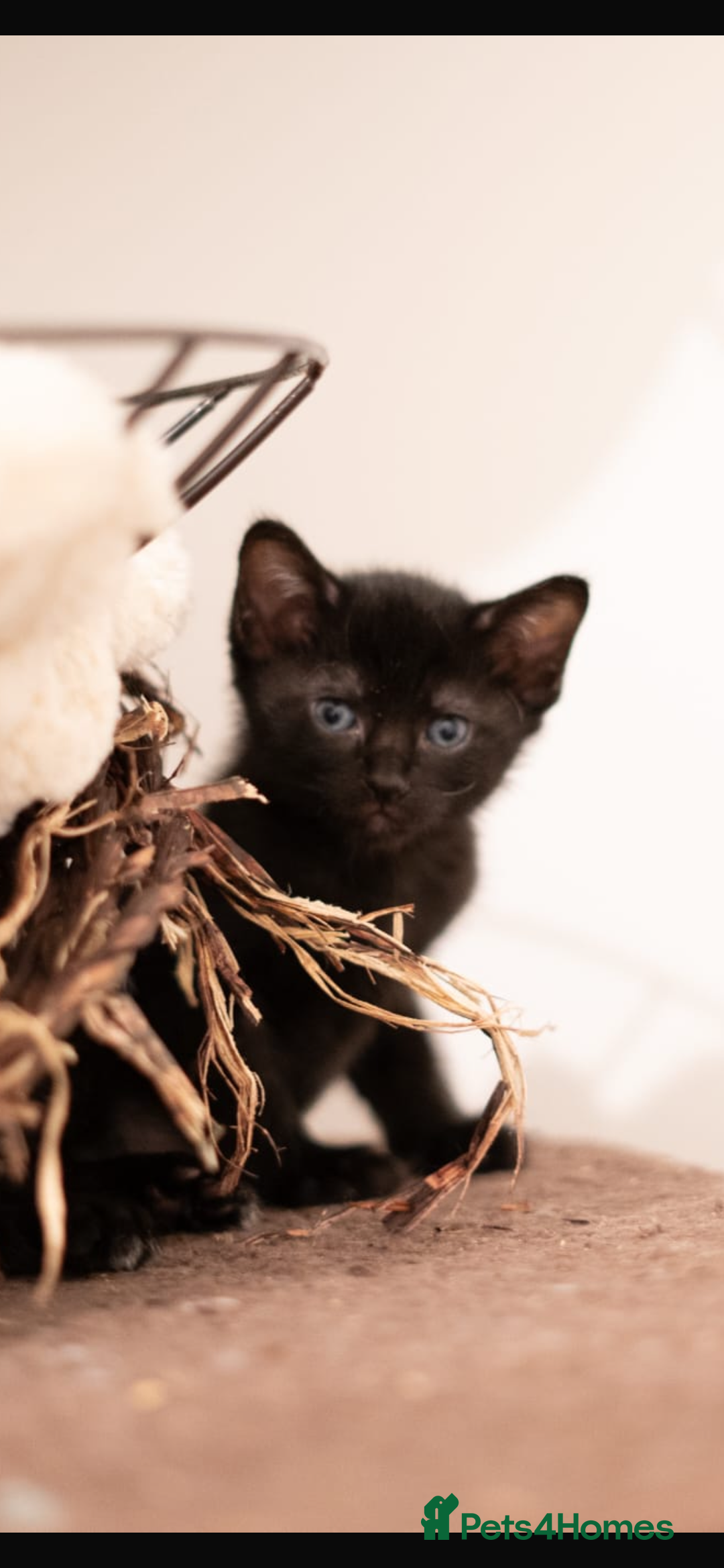 Sphynx cats for sale: Beautiful Sphynx cross orinetal kittens  - Advert 33