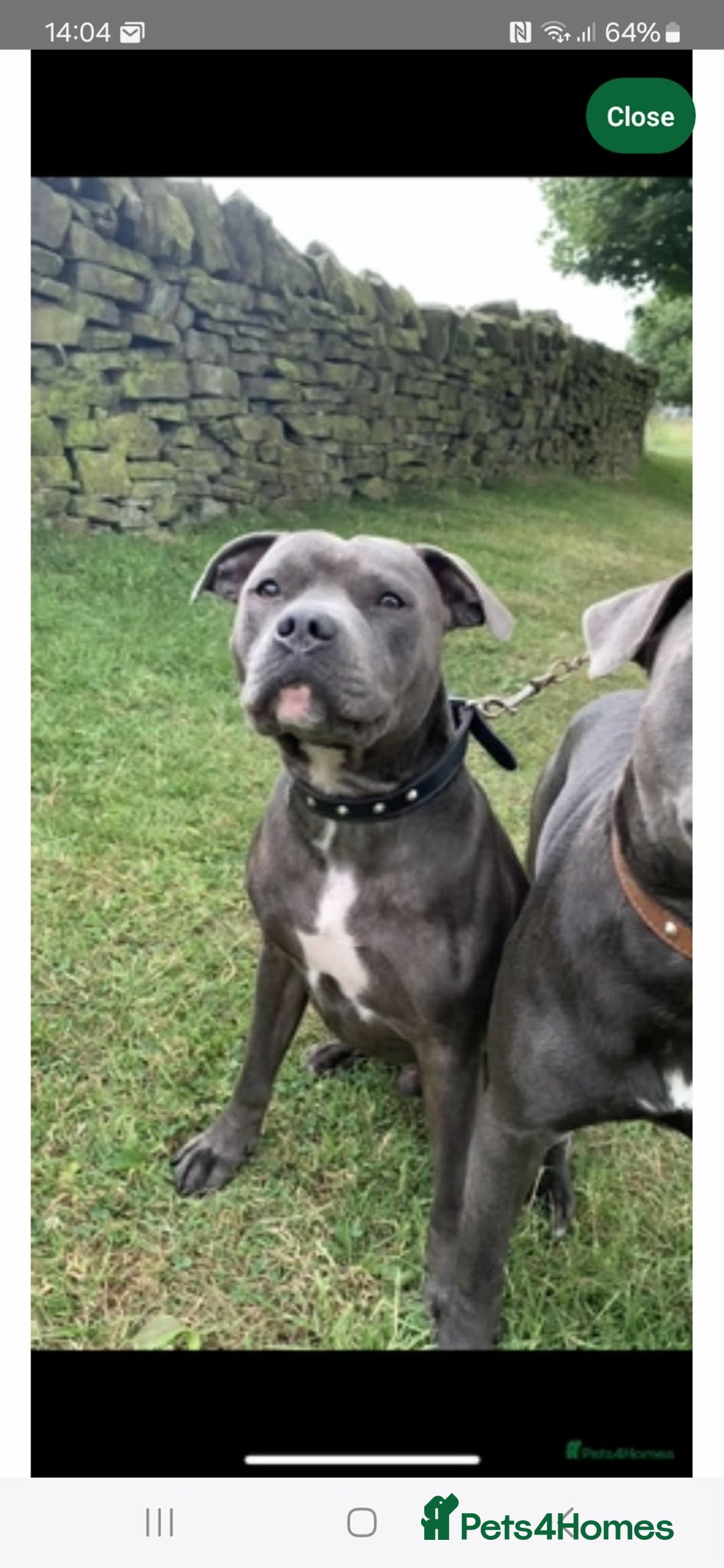 Staffordshire Bull Terrier dogs for sale: Chunky stuffy pups - Advert 4