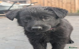 German Shepherd dogs for sale: Gorgeous German Shepherd Puppies - Image 23