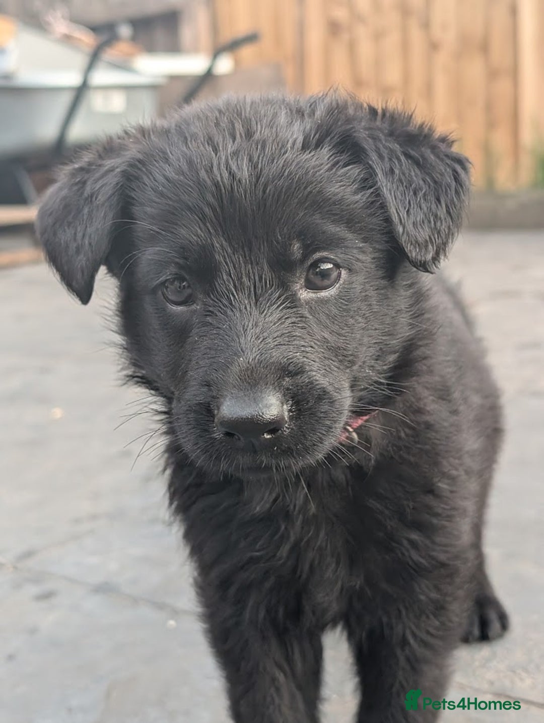 German Shepherd dogs for sale: Gorgeous German Shepherd Puppies - Image 23