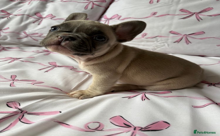 French Bulldog dogs - Advert 2