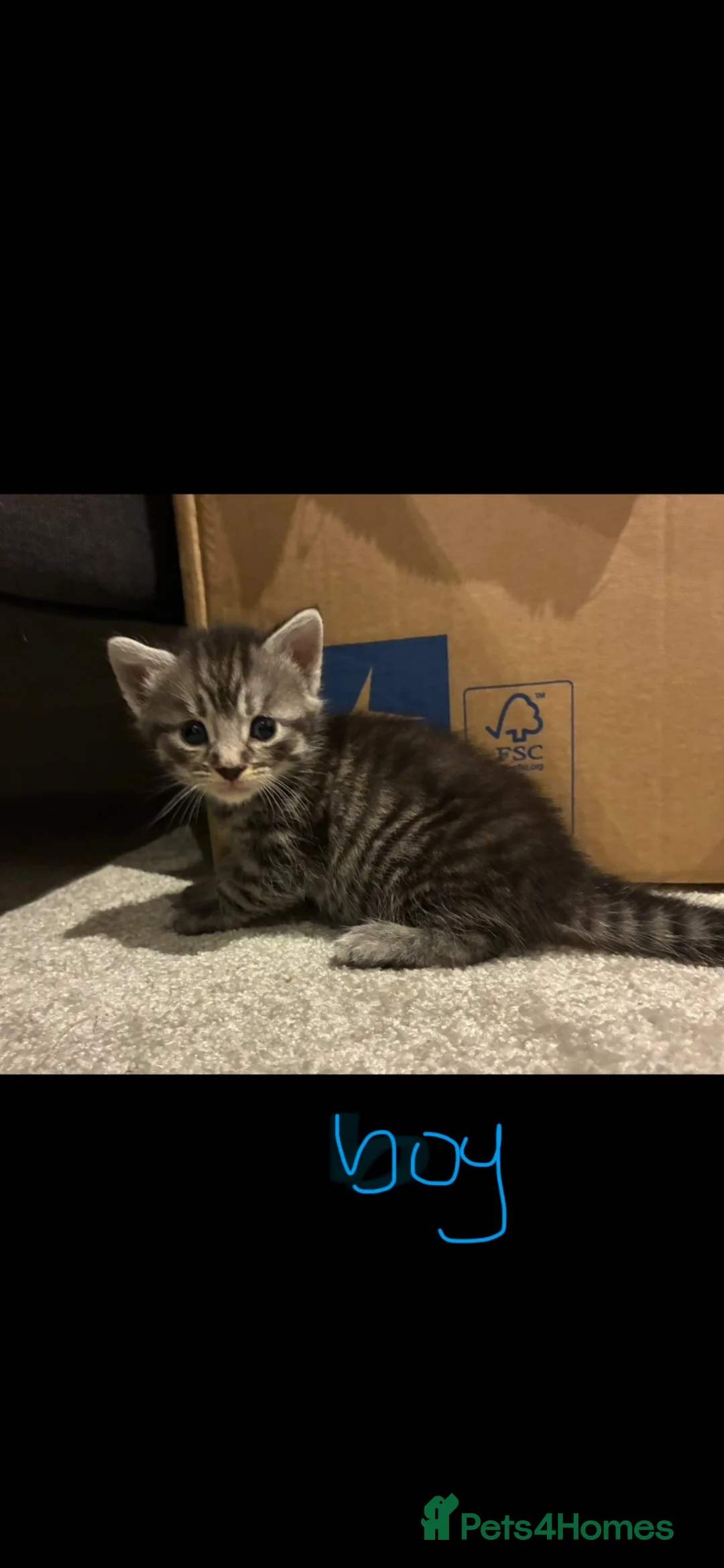 Mixed Breed cats for sale: 6x Part bengal/long haired kittens  in Weymouth - Advert 9