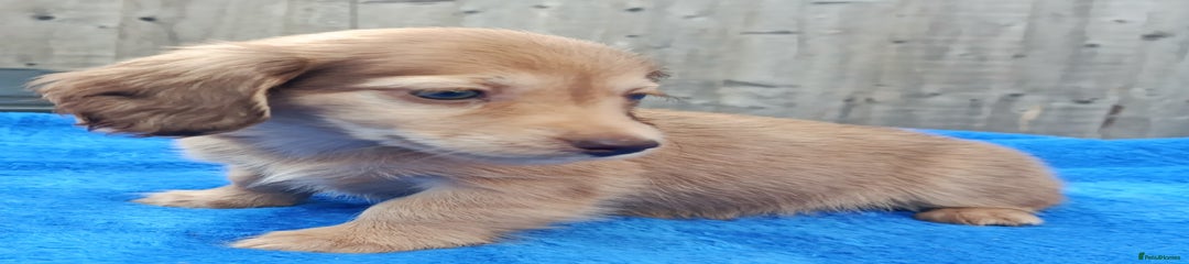 Miniature Dachshund Puppy 4