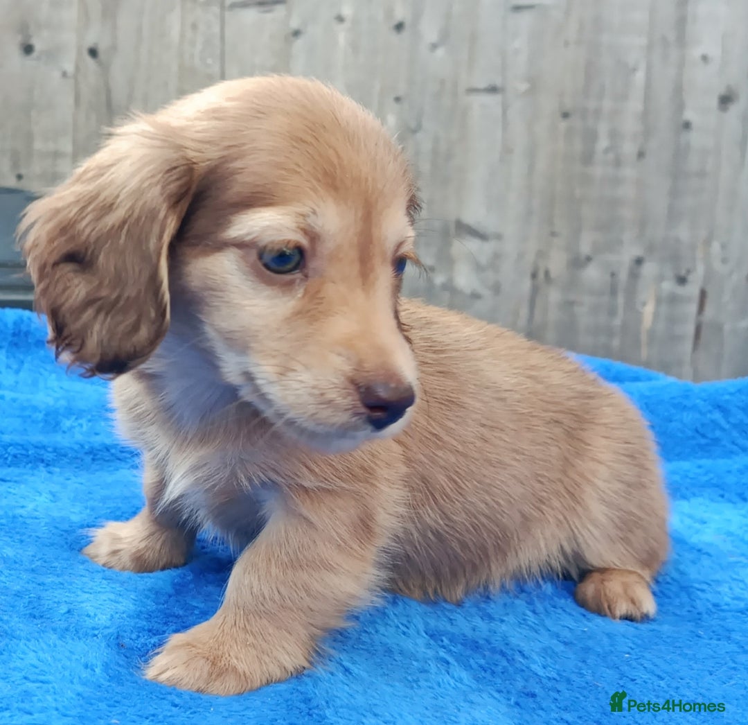 Miniature Dachshund dogs for sale: SHADED CREAM SUPER MINI DAXIS KC REG PRA CLR - Image 8