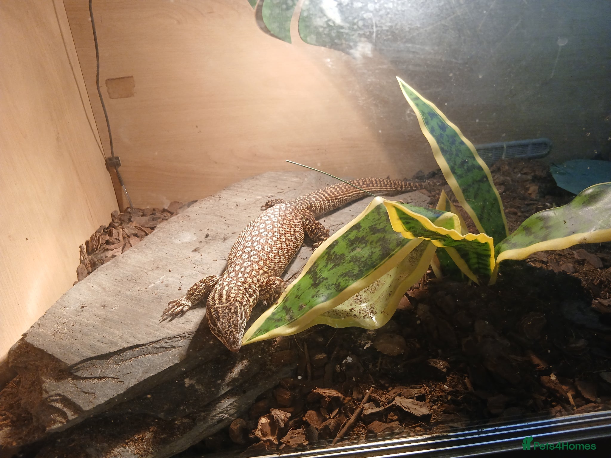 Lizard reptiles Multiple lizards !!PLEASE READ DESCRIPTION!!!  - Advert 2