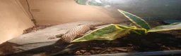 Lizard reptiles for sale: Multiple lizards !!PLEASE READ DESCRIPTION!!!  - Advert 2